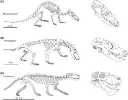Once blocks are selected you can: The Emergence Of Mammals Sciencedirect