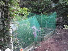 Maybe you would like to learn more about one of these? Tomato Talk Chicago Botanic Garden