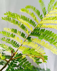 Image result for Limeum pterocarpum