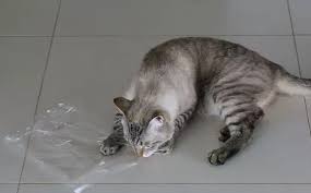 Ingesting plastic may not only result in minor problems such as vomiting and diarrhea, but it can also cause a serious intestinal obstruction that may require surgery. Why Does My Cat Eat Plastic Cats