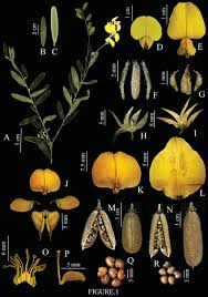 Image result for Crotalaria micans