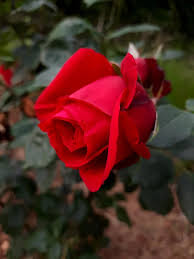 Enjoy lovely rose flowers collection. Rose Red Love Beauty Smell Garden Nature Flower Beautiful Pikist