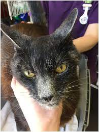 Unlike other cancers, patients can live a long time even with an advanced or stage iv neuroendocrine tumor. Long Term Survival In A Cat With Pancreatic Adenocarcinoma Treated With Surgical Resection And Toceranib Phosphate Abstract Europe Pmc