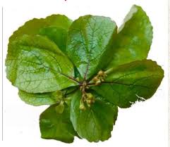 Image result for Premna angolensis
