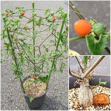 Image result for Corallocarpus triangularis