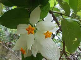 Pin On White Garden