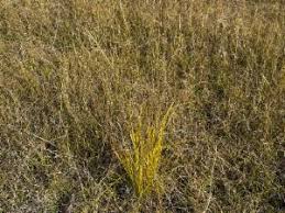 Image result for Sporobolus pyramidalis