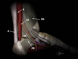 It contributes to an anastomotic network surrounding the elbow joint. Accessory Muscles Of The Ankle Radsource