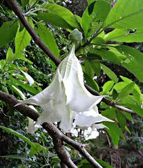 Angel trumpet or angel's trumpet is the popular nickname for brugmansia. Brugmansia Angel S Trumpet Napa Master Gardener Column Anr Blogs
