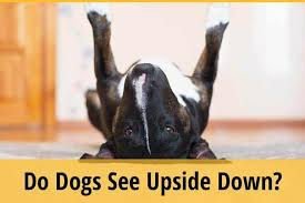 Dogs see a lot better than humans do at night. Do Dogs See Upside Down Zooawesome