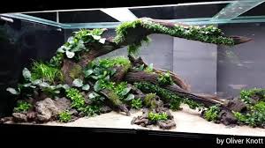 Pin Von Steffen Squara Auf Aqua Aquarien Pflanzen Aquarium Susswasseraquarium
