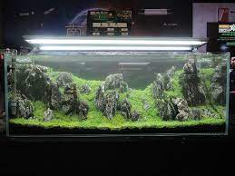 Aquascape ukuran 40 x 20 : Contoh Design Aquajaya