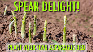 Growing Asparagus Planting Growing And Harvesting Asparagus The Old Farmer S Almanac