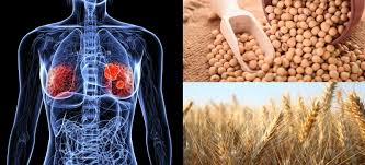It's touted as being healthy because of the omega 3 content, but that doesn't matter if it's a testosterone lowering food for men! High Estrogen Foods To Avoid Environmental Estrogens Hiding In Your Home National Addiction News
