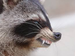 Top 6 Signs That a Raccoon is Rabid -