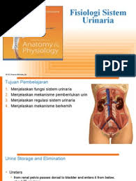 Allah is the light of the heavens and the earth. Fisiologi Sistem Urinaria Pdf Urinary Bladder Urination