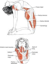 Yoga Anatomy Posturas De Yoga Anatomia De Yoga Estiramientos