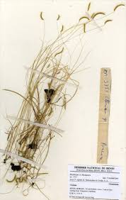 Image result for Ctenium newtonii