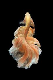 Siamese Fighting Fish Or Betta Fish Over Black Background Animal Art Ballet Betta Fish Black Background Dance Dancer Betta Fish Beautiful Fish Betta Fish Types