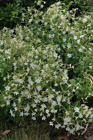 About 5 pm every day it starts producing a simply divine it is naturally pollinated by moths and in the daytime the flowers often droop. Flowering Tobacco Nicotiana Alata In Vancouver Victoria Burnaby Penticton Coquitlam British Columbia Bc At Gardenworks