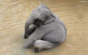 Funny Elephant Wallpapers Backgrounds Pictures Photos Laptop Wallpapers Cute Baby Animals Baby Animals Cute Animals