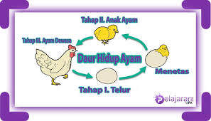 Daur Hidup Ayam Klasifikasi Jenis Dan Penjelasannya Lengkap Ilmu Pengetahuan Alam Ipa