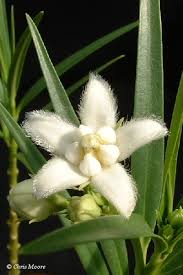 Image result for Kanahia laniflora