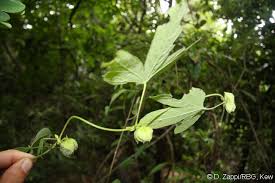 Image result for Dalechampia capensis
