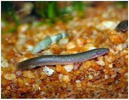 The betta stays near the top and hides a lot, while the loaches either rest i suppose my question is, what does /r/aquariums think about keeping 2 kuhli loaches (about ~2 each) with 1 betta in a 5 gal? Kuhli Loach Common Or Regular Arizona Aquatic Gardens