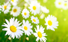 Image result for spring images