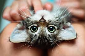 Image result for kittens