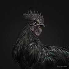 His appearance is determined by which creature the player chooses: Black Ayam Cemani Rooster Haustierfotos Tiere Hahnchen
