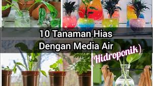 Maybe you would like to learn more about one of these? 10 Tanaman Hias Cocok Dengan Hidroponik Gantung Youtube