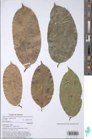 Image result for Panda oleosa