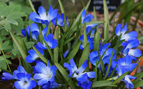 Image result for Tecophilaeaceae