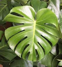 Monstera Deliciosa The Split Leaf Philodendron By Secretgardenplants On Etsy Https Www Etsy Com List Monstera Deliciosa Philodendron Low Light House Plants