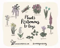 The ultimate plant identification uk guide for beginners. Plants Poisonous To Dogs And What To Do If They Eat Them