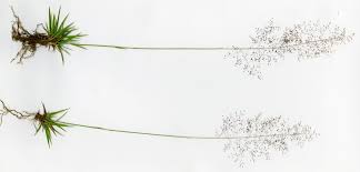 Image result for Sporobolus festivus