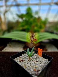 Image result for Uvaria welwitschii