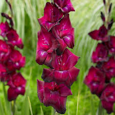 Image result for Gladiolus unguiculatus