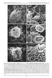 Image result for Exotheca