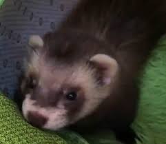 can ferrets eat eggs what do ferrets eat in the wild