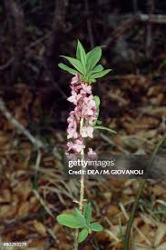 Image result for Thymelaeaceae