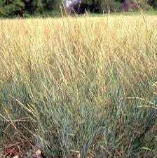 Image result for Eschenbachia gouanii