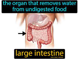 Large Intestine Easy Science Large Intestine Intestines Science Flashcards