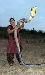 Image result for black cobra with sweet girl
