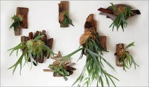 Pup adalah sumber utama perbanyakan pakis staghorn. Staghorn Fern Know How To Care Grow This Expensive Plant Greenkosh
