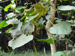 Image result for Croton macrostachyus