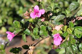 Image result for Barleria