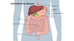 Relating to or functioning in digestion the digestive system digestive disorders digestive organs. The Digestive Organs Alimentarium